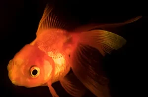 Bright colored goldfish with black background.